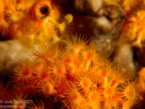 Yellow cluster anemone