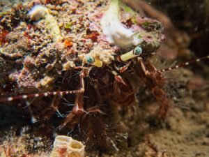 Pagurus anachoretus