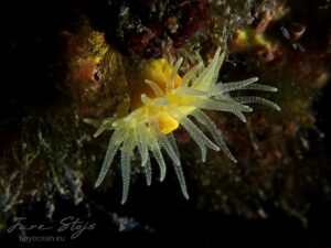 Leptopsammia pruvoti