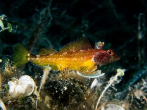 Tripterygion delaisi