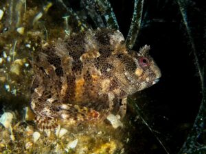 Parablennius gattorugine