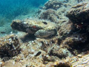 Epinephelus marginatus