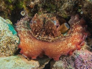Octopus vulgaris