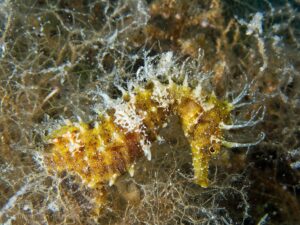 Hippocampus guttulatus