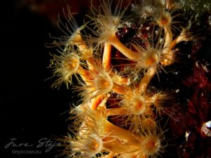 Parazoanthus axinellae